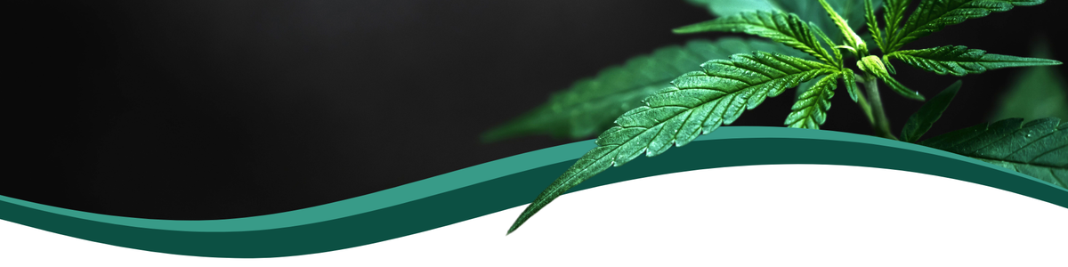 Herboline: fiori, hash, estratti e oli di CBD