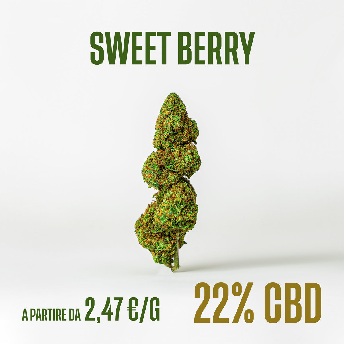Sweet Berry, fiori di CBD Herboline