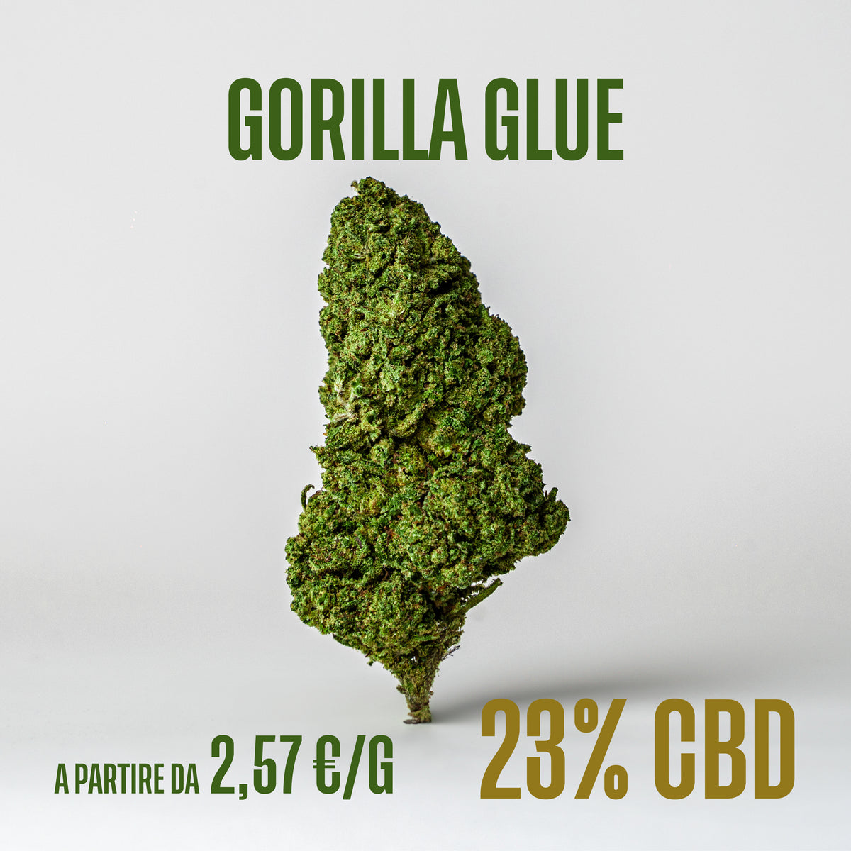 Gorilla Glue, fiori di CBD Herboline